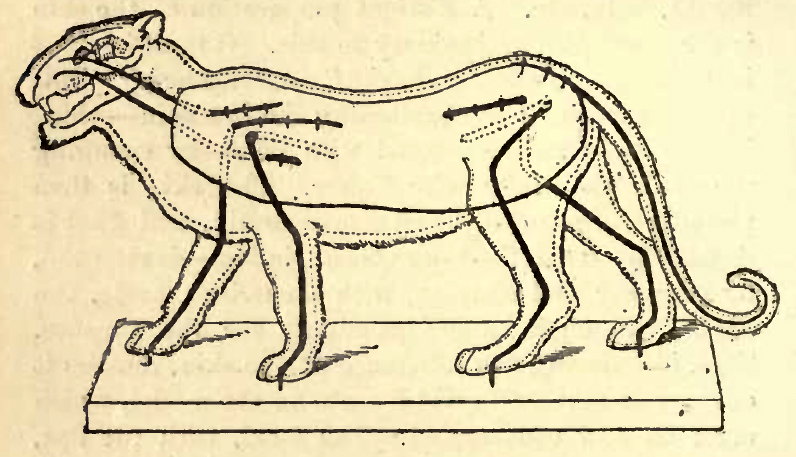 A diagram demonstrating how to wire a lion specimen in Rowland Ward’s The Sportsman’s Handbook, 1880. 