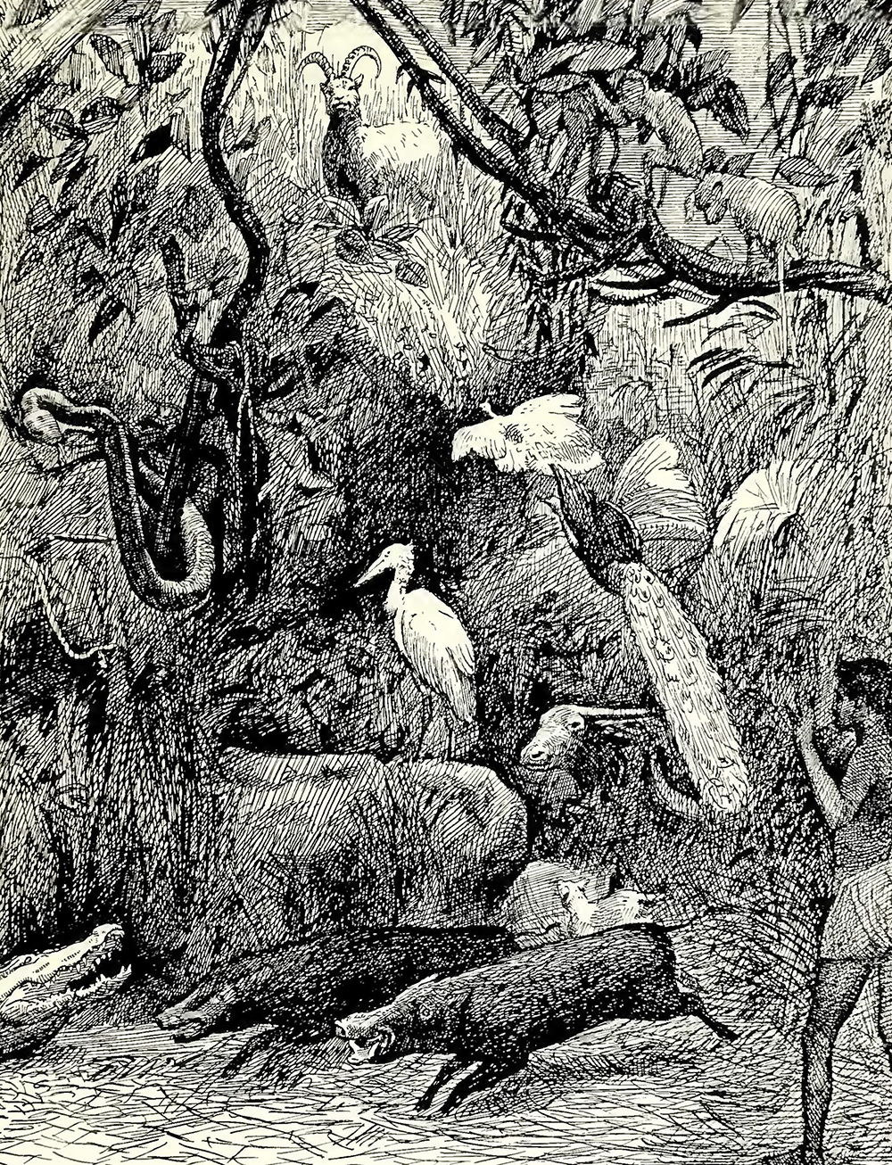 ‘Indian Jungle Life’ – a sketch of Rowland Ward’s ‘Jungle’ display in Cundall’s Reminiscences of the Colonial and Indian Exhibition, 1886.