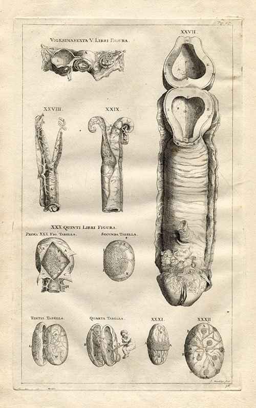 A depiction of a vagina (as an unborn penis) from Andreas Vesalius’s De Humani Corporis Fabrica, 1543.