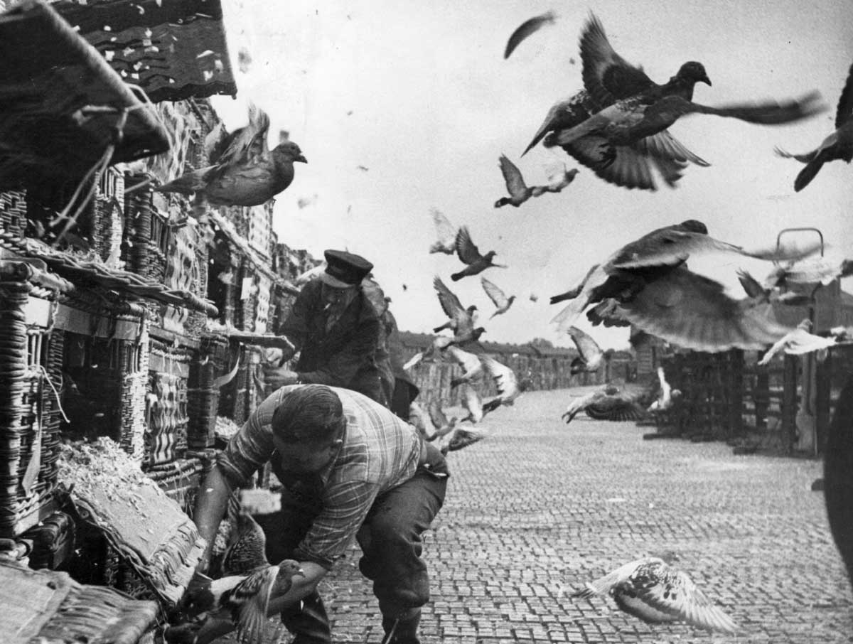 A pigeon race begins in Northallerton, Yorkshire, 1953 © John Chillingworth/Hulton Getty Images.