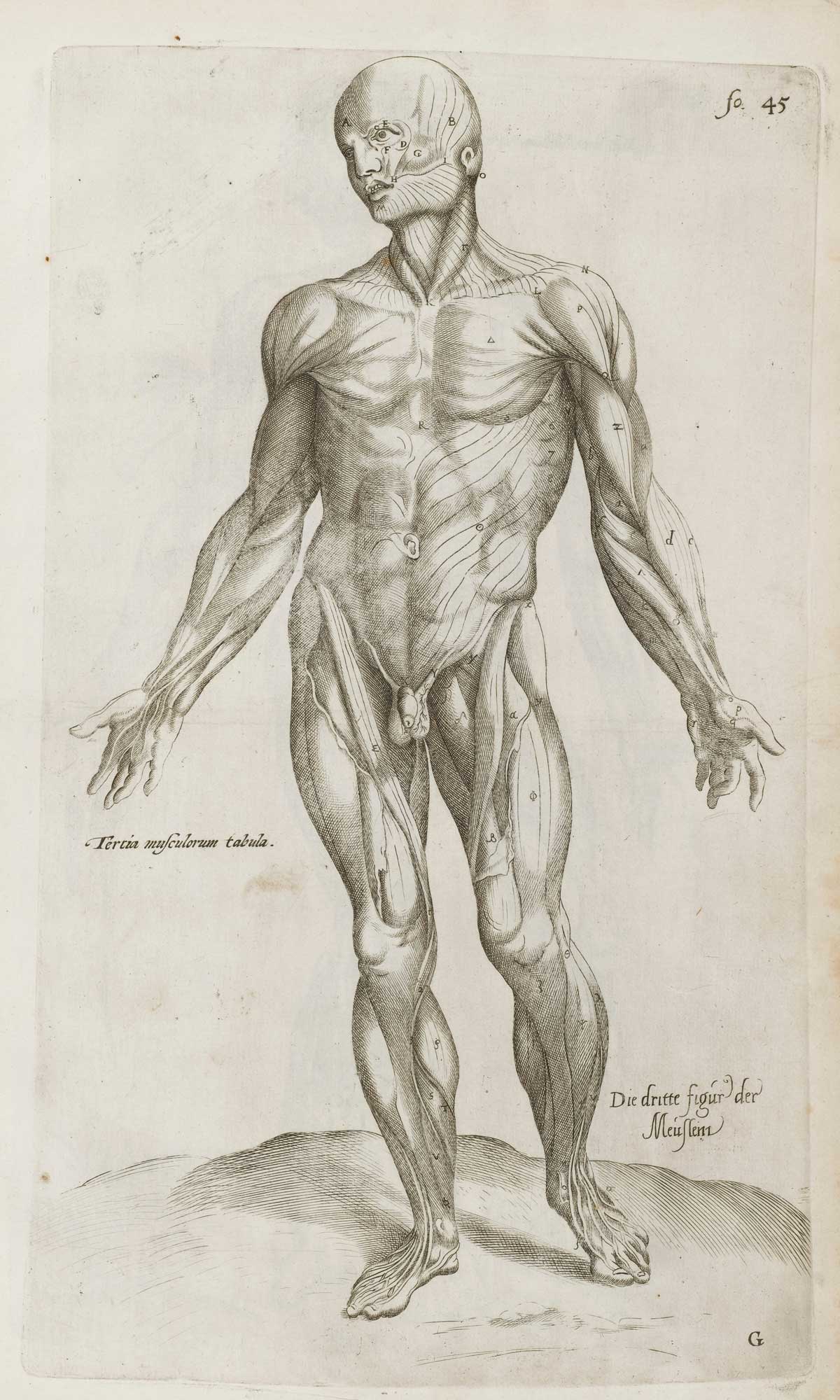 Vesalius, 'De Humani Corporis Fabrica Epitome'. Wellcome Collection. 