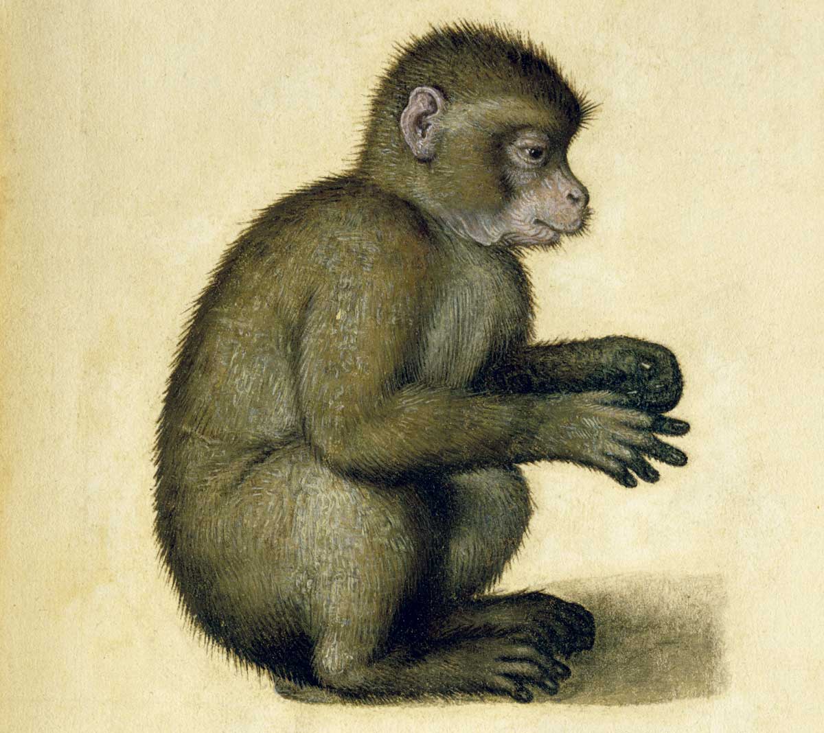 Dürer’s monkey, 16th century © Bridgeman Images. 