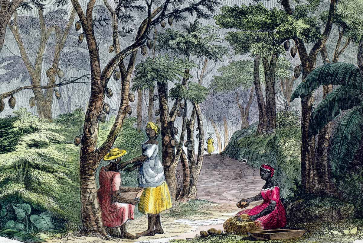 Cocoa plantation on Grenada, 18th century © Bridgeman Images.