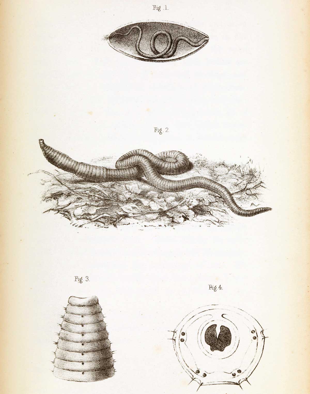 The Earthworm and the Common Housefly, by James Samuelson, 1858. Courtesy Wellcome Images.