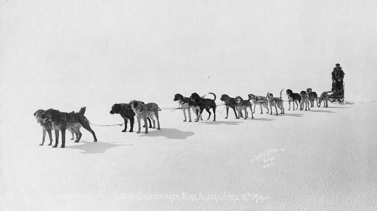 Dog team at Seventh All Alaska Sweepstakes, Nome, April 13, 1914. Library of Congress.