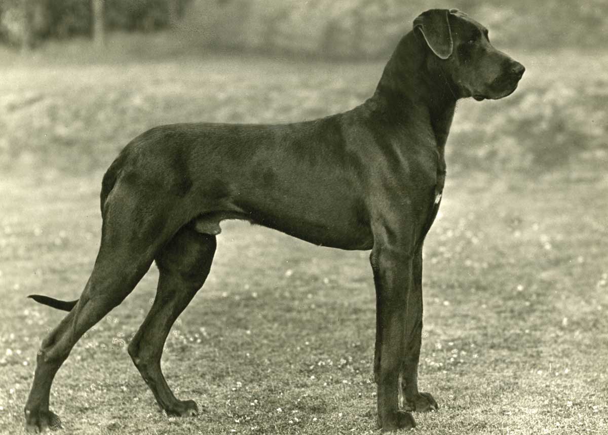 Great dane, 1949 © Mary Evans Picture Library.