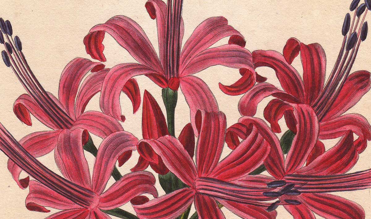 Lambert’s Lily: Nerine sarniensis, illustration by Pancrace Bessa, 1820. © Bridgeman Images