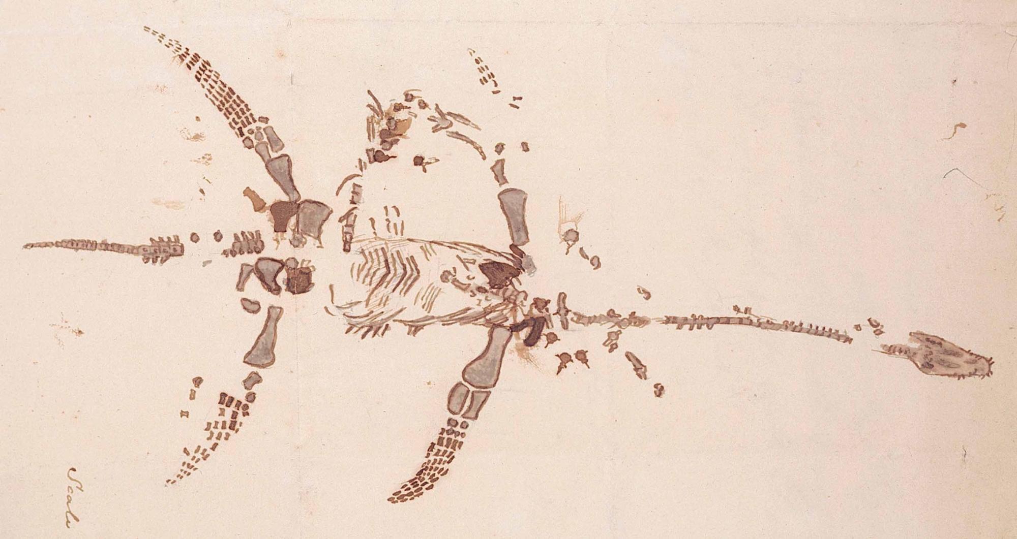 Sketch of plesiosaurus, in a letter from Mary Anning. Wellcome Collection.