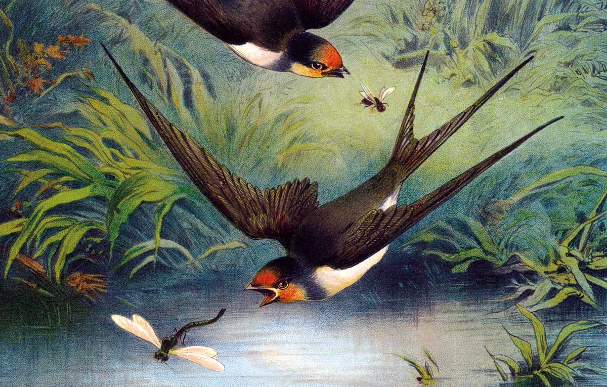 Swallow, illustration by Hector Giacomelli, c.1885 © Bridgeman Images.