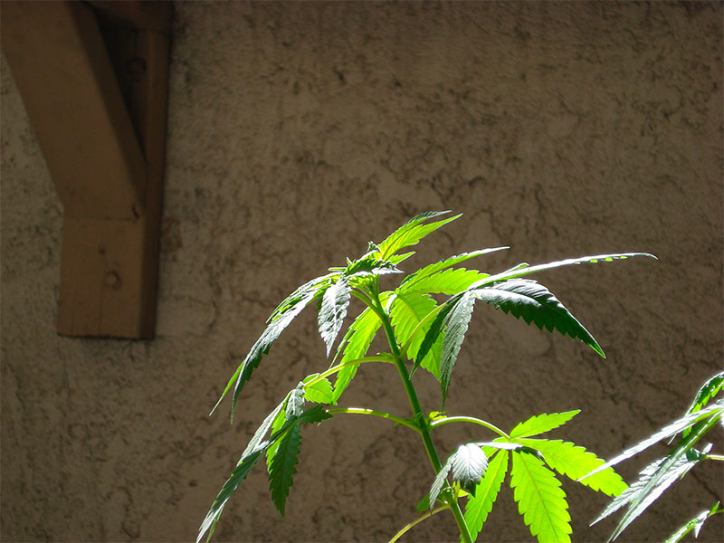 Top of cannabis plant in vegetative growth stage