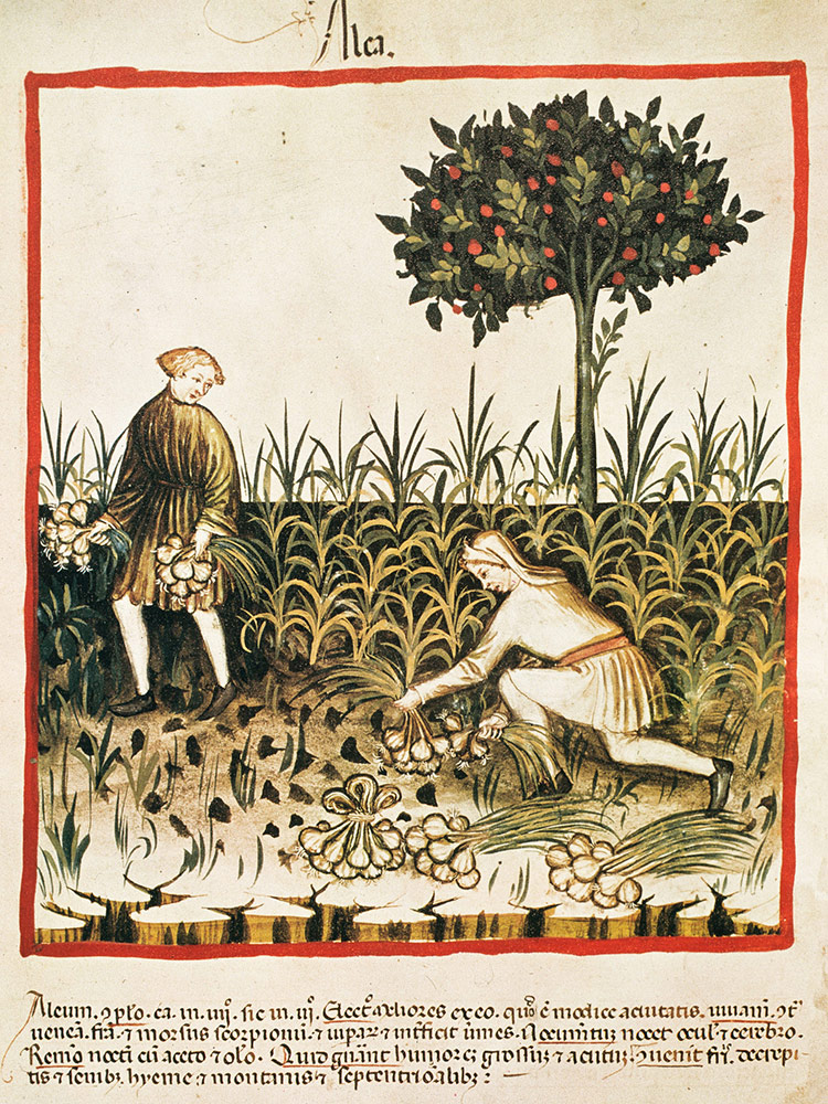 Gathering bulbs: garlic harvested in a Latin version of an Arabic book on health, late 14th century.