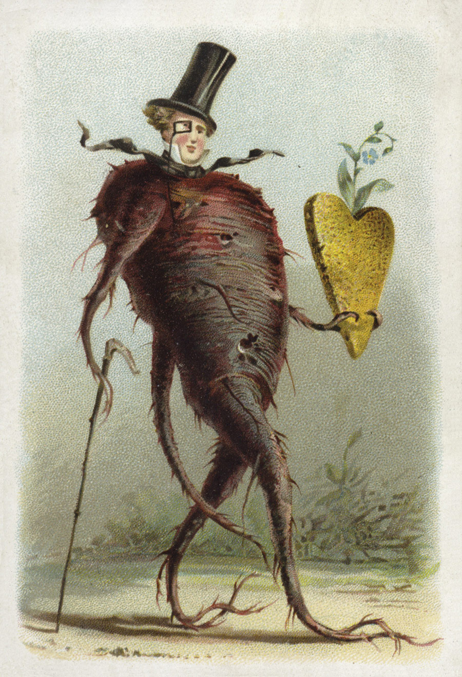 ‘Beetroot’, as depicted in a 19th-century French educational card.