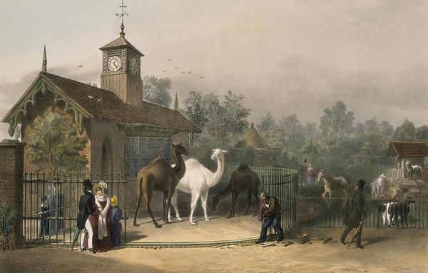 A View of the Zoological Gardens in Regent's Park, London, 1835; showing figures by the camel house to the left and to the right a pen filled with sheep, goats and a zebra. From the Collection of the Museum of London.