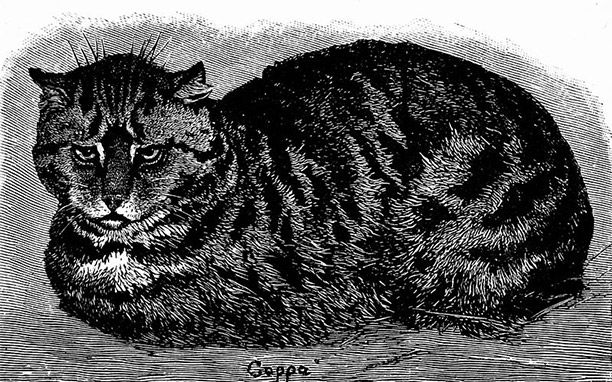 19th-century illustration of a tabby cat