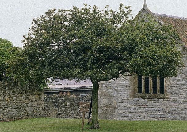 Glastonbury Thorn at Glastonbury Abbey, 1984. This tree died in 1991 and was removed in 1992