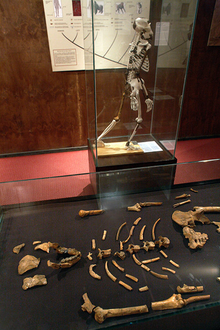 They love Lucy: the original fossils and a model of the hominin, National Museum, Addis Ababa