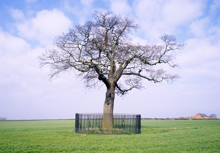 Branches of history: the Boscobel Oak