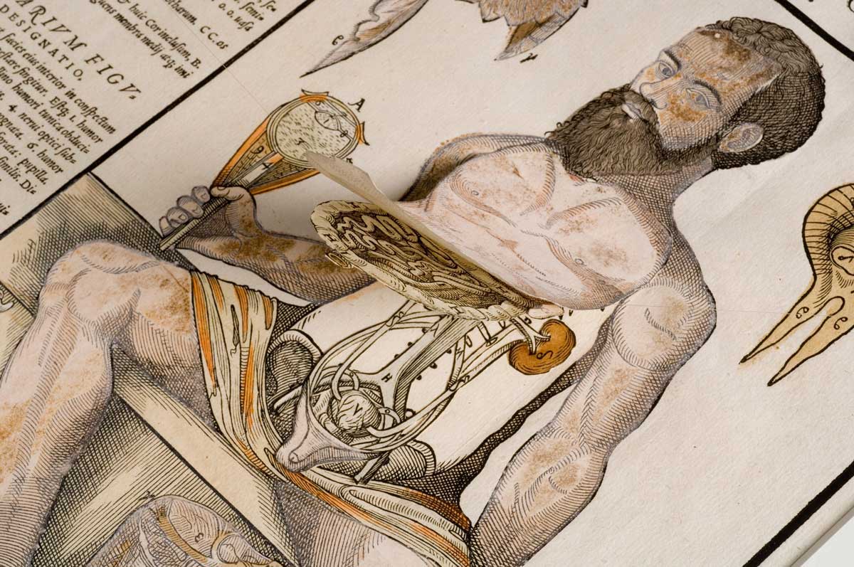 Anatomical fugitive sheet, Wellcome Collection.