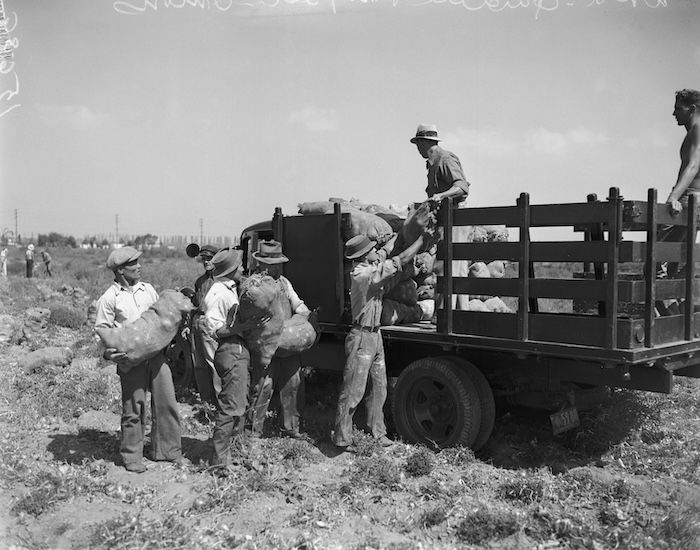 Men loading sacks of onions onto a truck as part of the New Deal’s Works Progress Administration (WPA), Los Angeles Daily News, c1938-39. University of California, Los Angeles. Library. Department of Special Collections (CC BY 4.0).