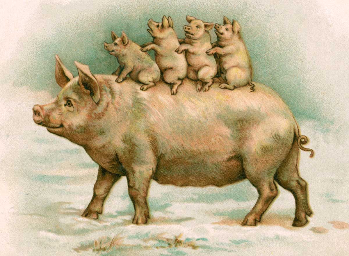 ‘Four Piglets Riding on Their Mother’s Back’, English illustration, 1898 © Bridgeman Images.