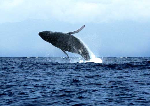 Breaching humpback whale off beach of Lahaina