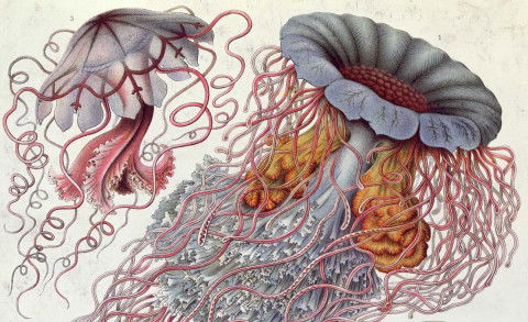 The Jellyfish Problem | History Today