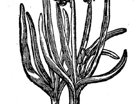 Hyacinthus Orientalis.jpg