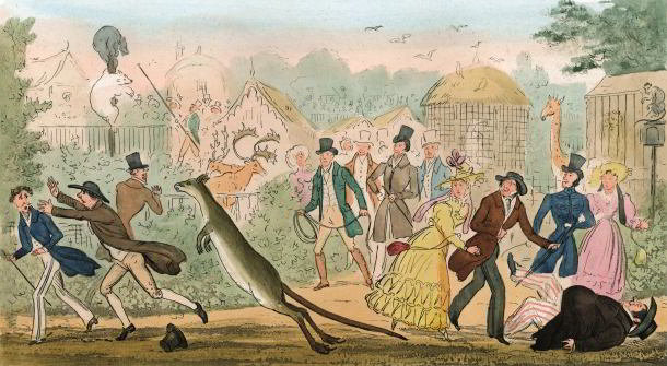 Robert Cruikshank's caricature of 1828 shows the consernation caused by an escaped kangaroo in the park, from Egan's 'Life in London'