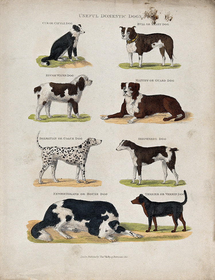 Eight different domestic dogs, including a cattle dog, a bull dog, a mastiff, a rough water dog and a dalmatian. 