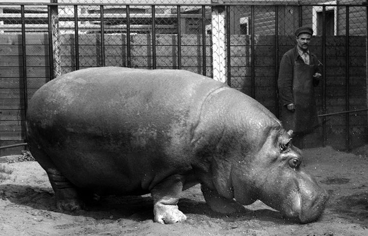 Beauty, Leningrad Zoo, c.1932. 