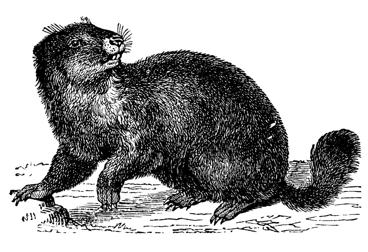 The marmot, 'Murmeltier arctomys', German illustration, 19th century © Bridgeman Images.