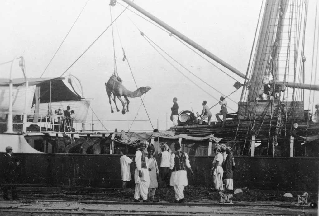 Unloading camels at Port Augusta, c.1893. State Library of South Australia, B 68916