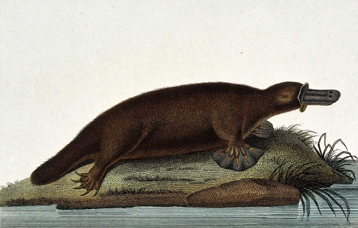 An ornithorhynchus (duck billed platypus). Coloured etching by J. F. Cazenave after A.C. Vauthier (1790-c.1831). Wellcome Collection.