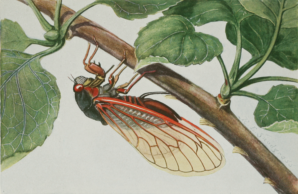 The periodical cicada (Magicicada septendecim), Plate 7 from ‘Insects, their way and means of living’, R. E. Snodgrass, 1930. United States Department of Agriculture. 