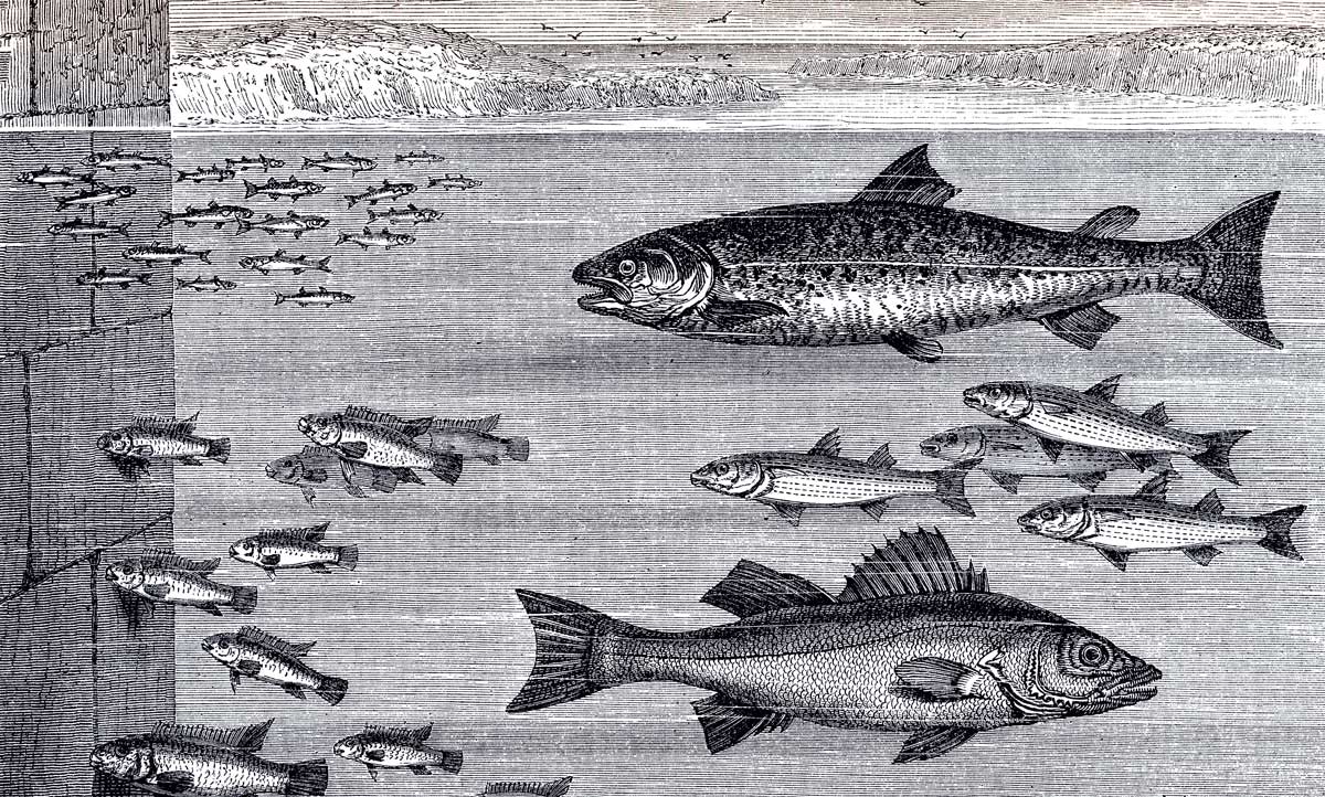 ‘Fishes Close to the Quayside’, 19th-century illustration. Alamy.
