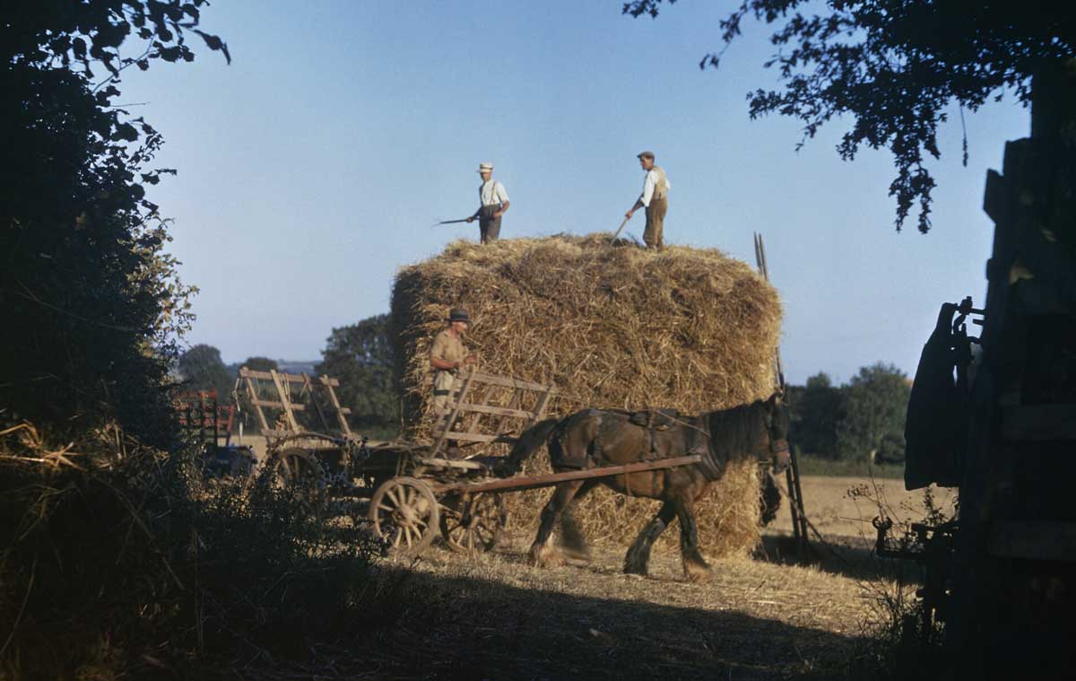 Harvest at a farm in Staverton, Devon, September 1942. Wiki Commons/Imperial War Museum.