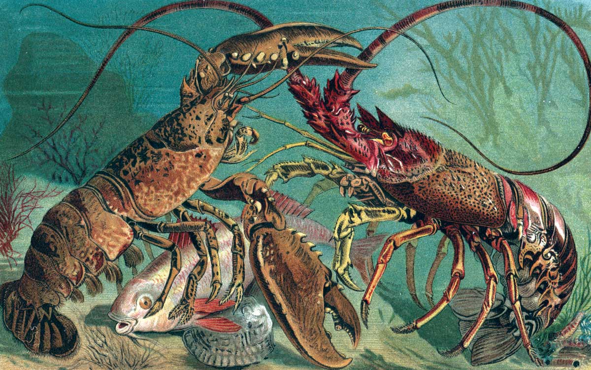 Kelahiran Lobster yang Mengerikan