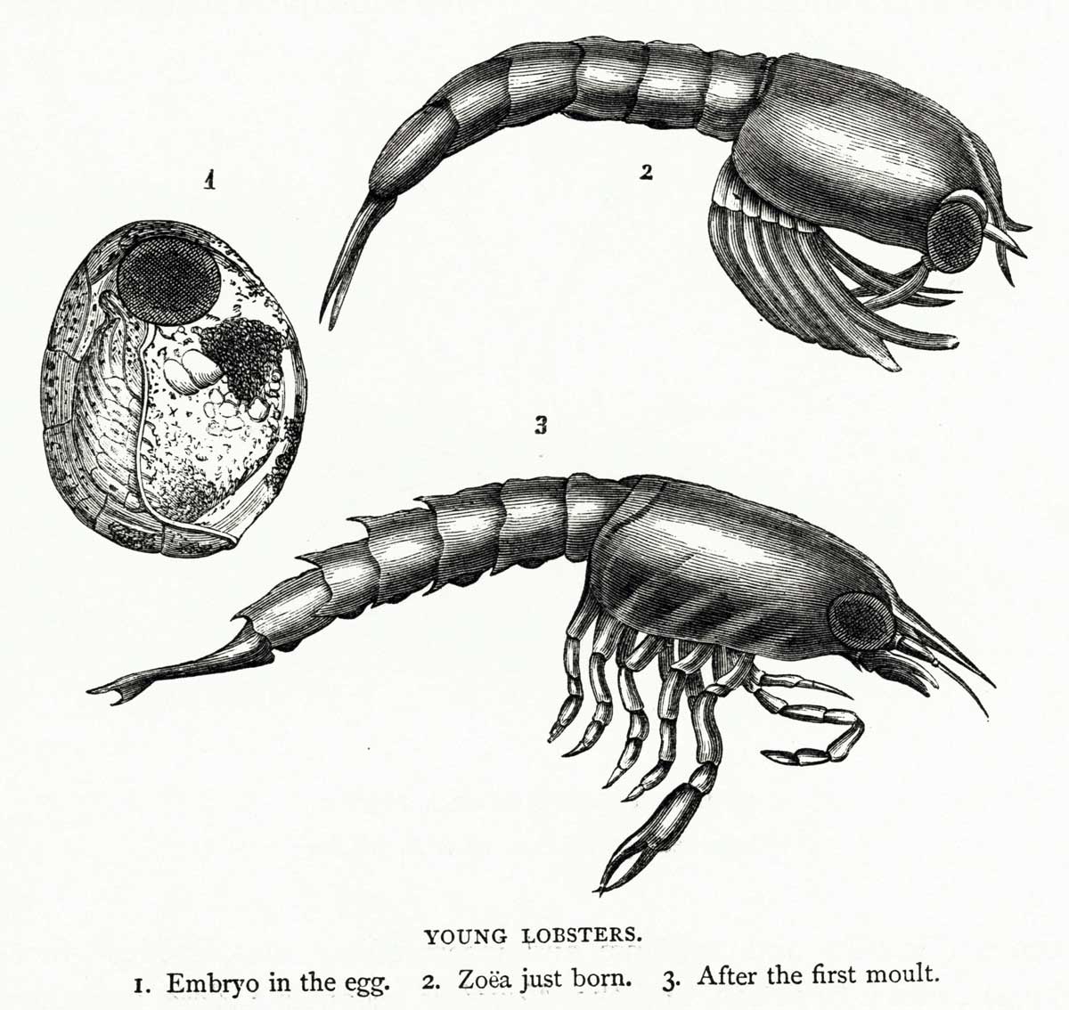 A young lobster develops. Illustration from The Transformations or Metamorphoses of Insects, by P. Martin Duncan, c.1890 © Bridgeman Images.