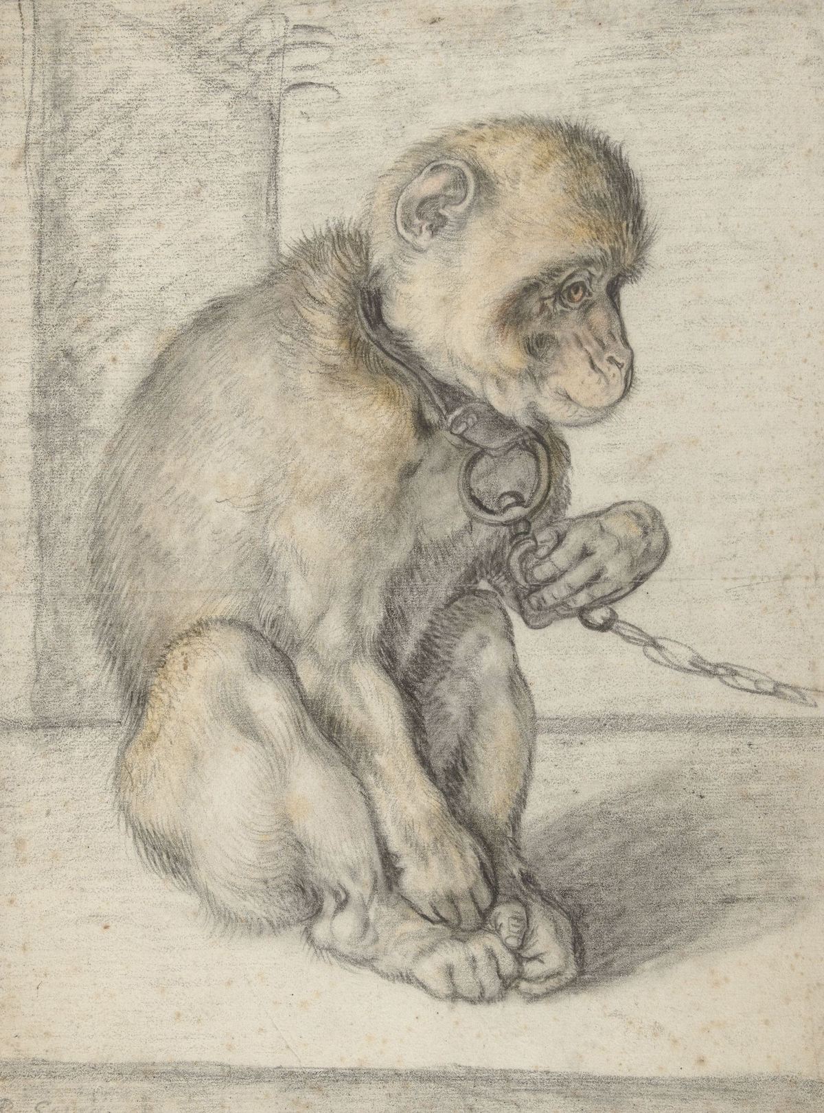 ‘A Seated Monkey on a Chain’, Hendrick Goltzius, 1592-1602. Rijksmuseum, Amsterdam. Public Domain.