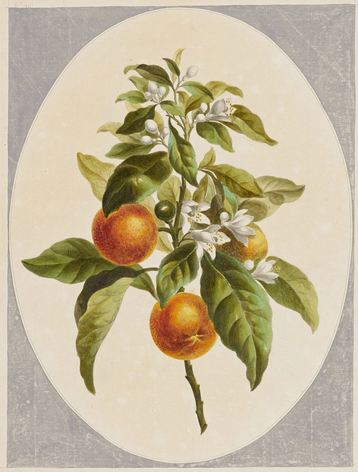 ‘Orange Tree, December 24, 1789’, by John Edwards. Minneapolis Institute of Art. Public Domain. ‘Orange Tree, December 24, 1789’, by John Edwards. Minneapolis Institute of Art. Public Domain.