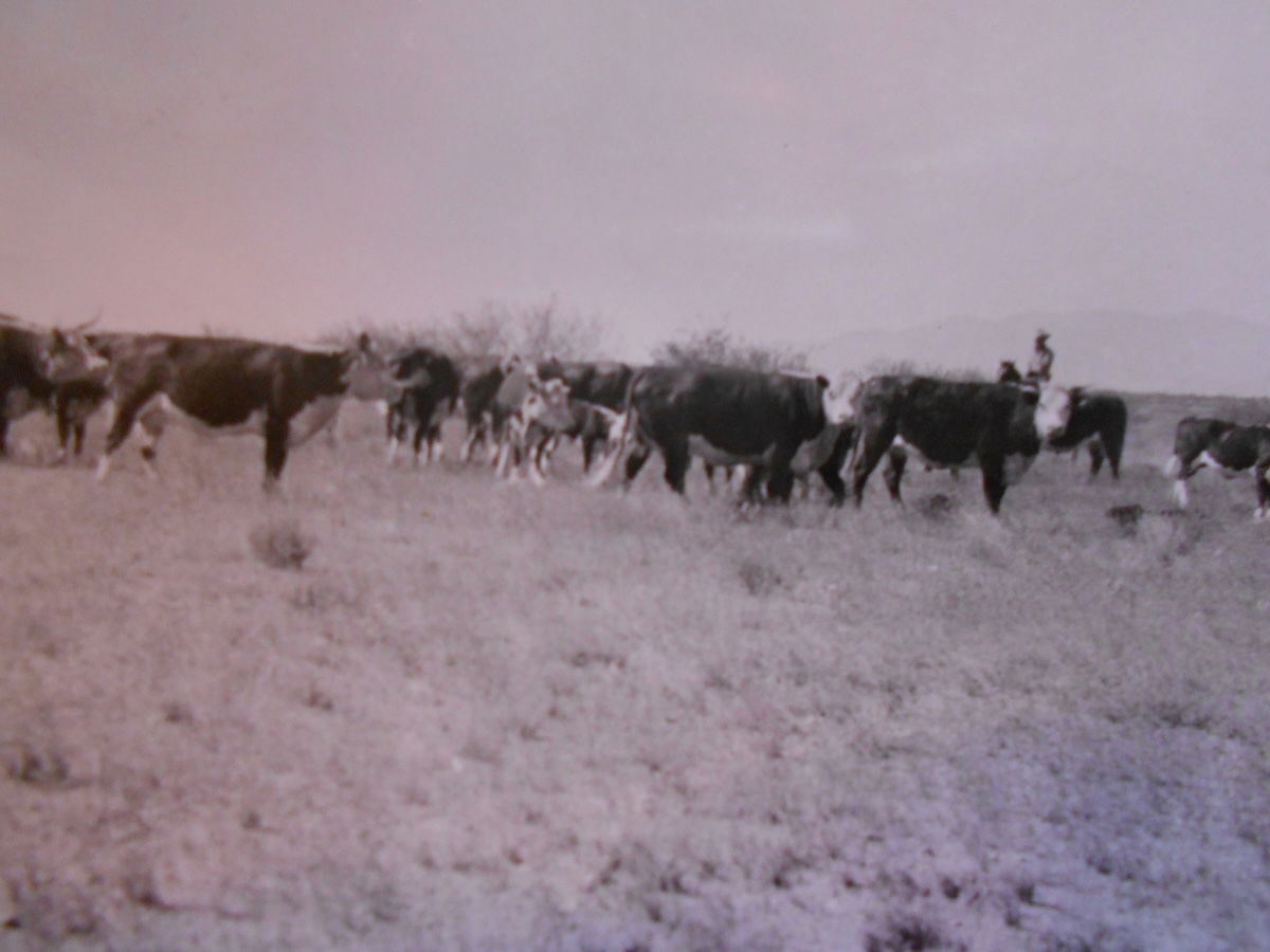 Tohono O’odham cowboy with cattle 1935. NARA. Public Domain. Tohono O’odham cowboy with cattle 1935. NARA. Public Domain.