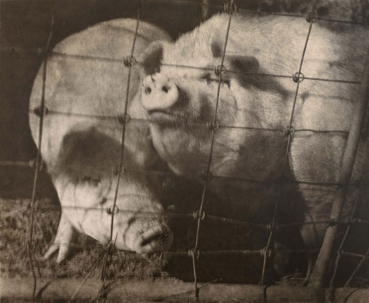 Pigs, by George H. Seeley, c.1920-30. Museum of Fine Arts, Boston. Public Domain.