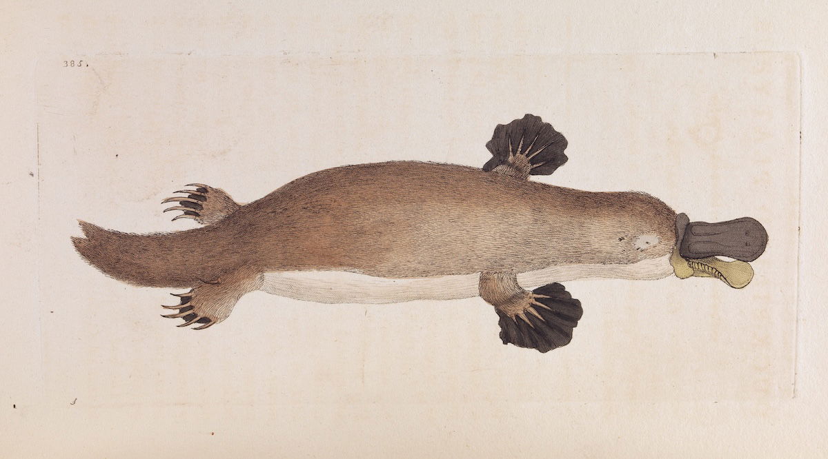 Illustration of a platypus published by F.P. Nodder, 1799. Wellcome Collection. Public Domain. Illustration of a platypus published by F.P. Nodder, 1799. Wellcome Collection. Public Domain.