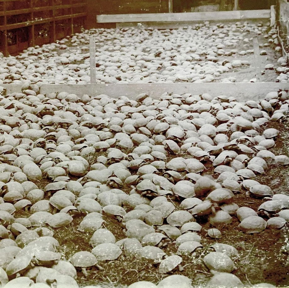 Horsfield tortoises at Hagenbeck’s Tierpark, c.1914. Archiv Hagenbeck. Public Domain.