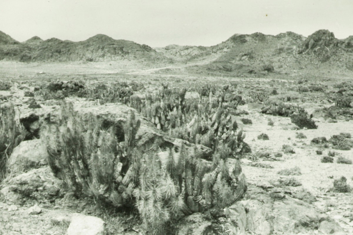 Cacti on the southern edge of the Atacama desert, Hans Krief, 1938. Stuttgart State Museum of Natural History. Public Domain.