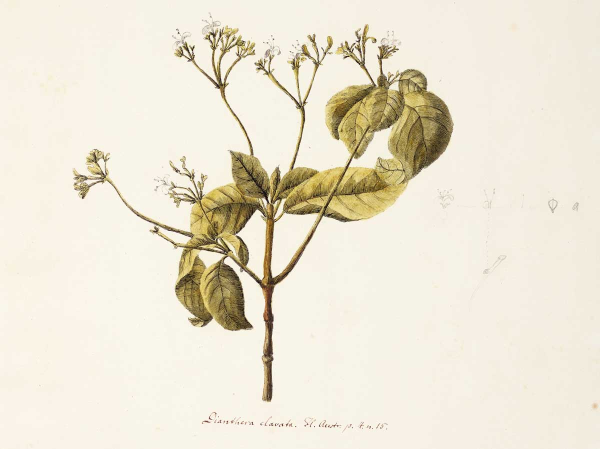 Original illustration produced by Georg Forster on Cook’s voyage. (artwork) Courtesy Natural History Museum, London