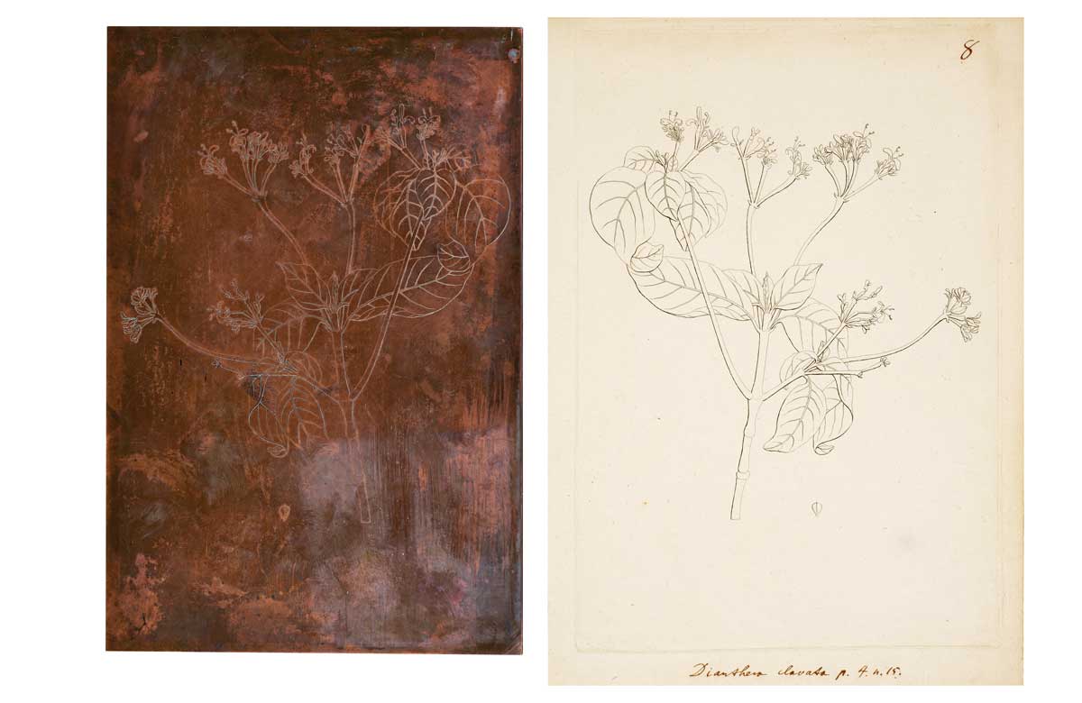 Left: copperplate of Dianthera clavata engraved under Banks’ direction during the 1790s. Right: printed impression from copperplate. Artwork, courtesy Natural History Museum, London; Copper plate © The Trustees of the Natural History Museum, London