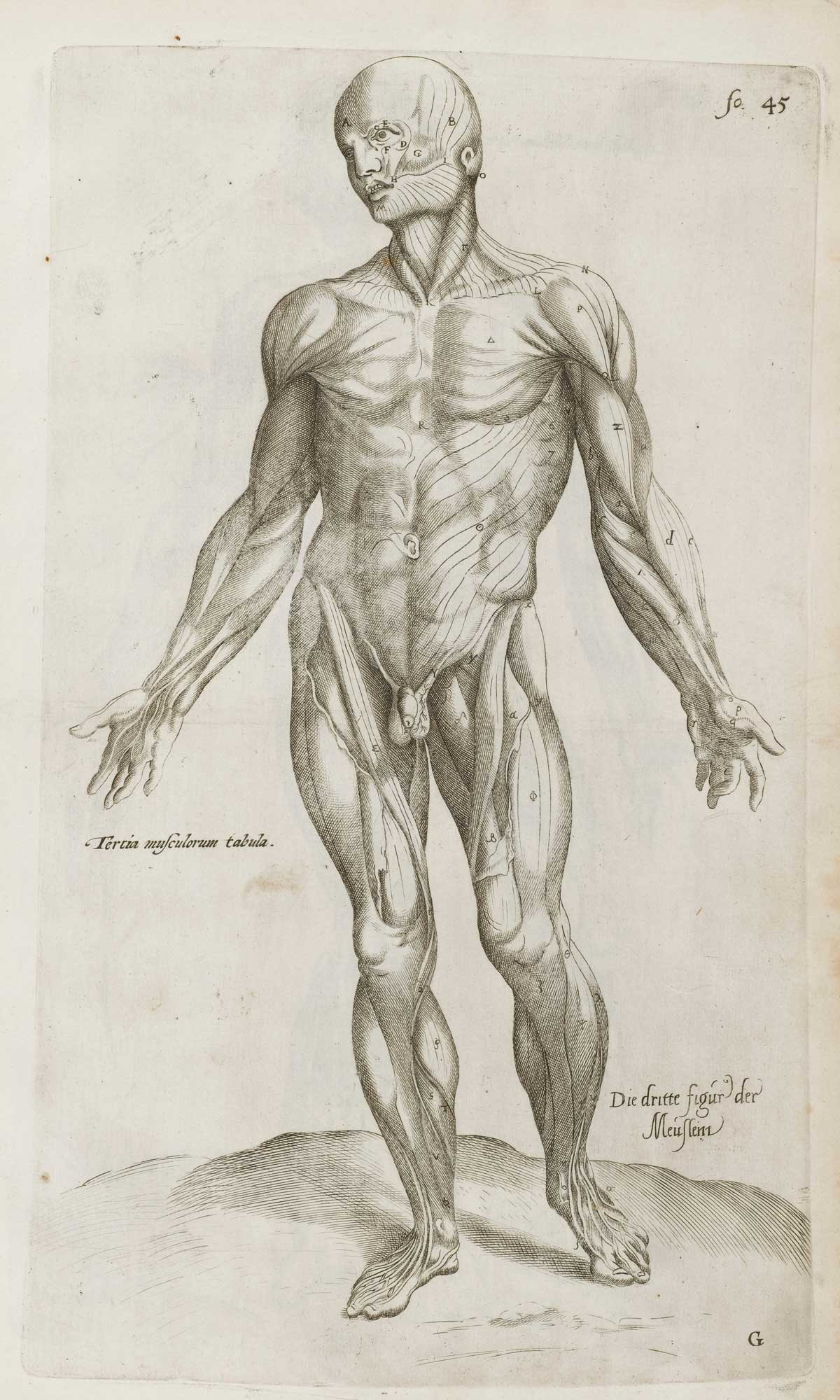 Vesalius, 'De Humani Corporis Fabrica Epitome'. Wellcome Collection.