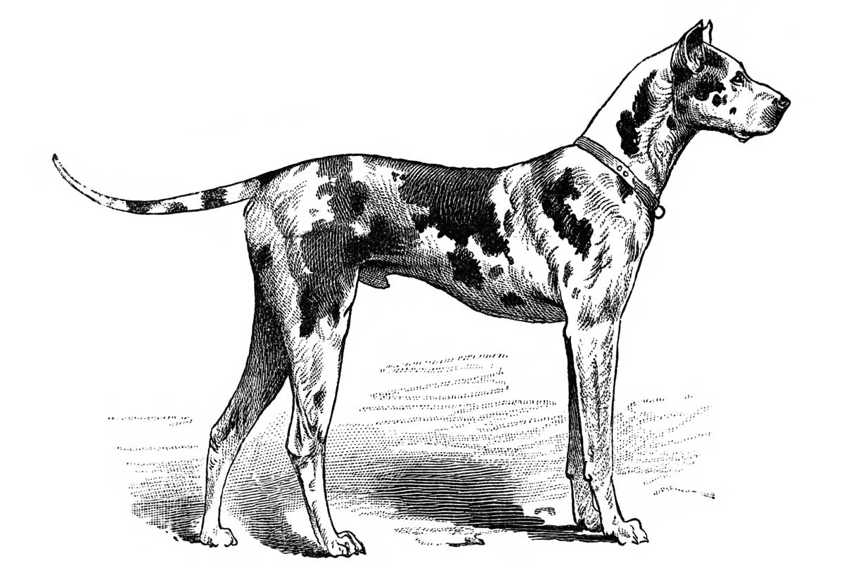 German mastiff, illustration, 1893 © akg-images.