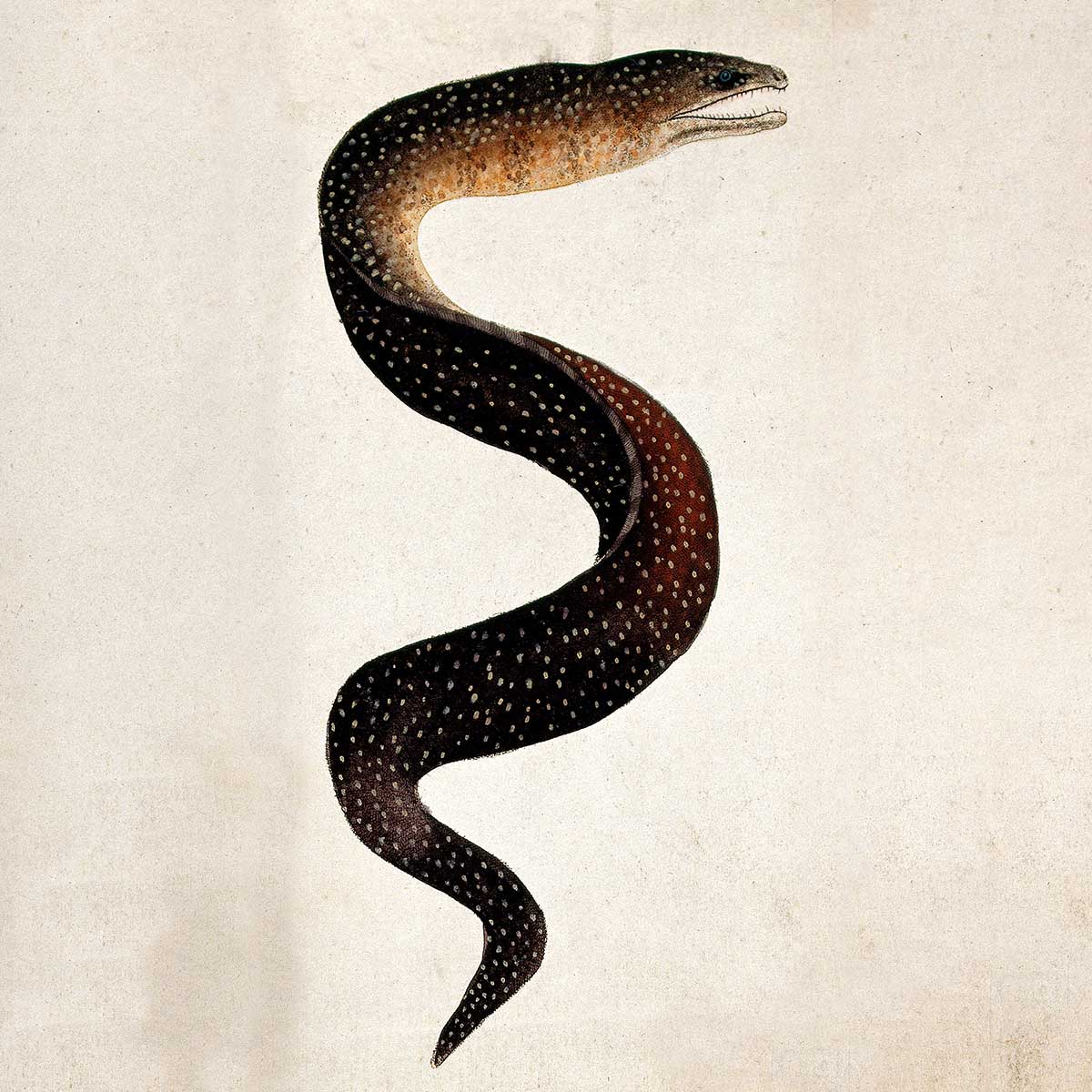 Slippery character: a spotted eel, coloured etching, c.19th century. Wellcome Images.